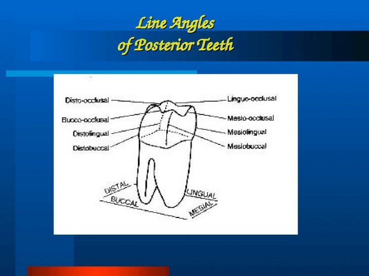 Dental anatomy - [PPT Powerpoint]